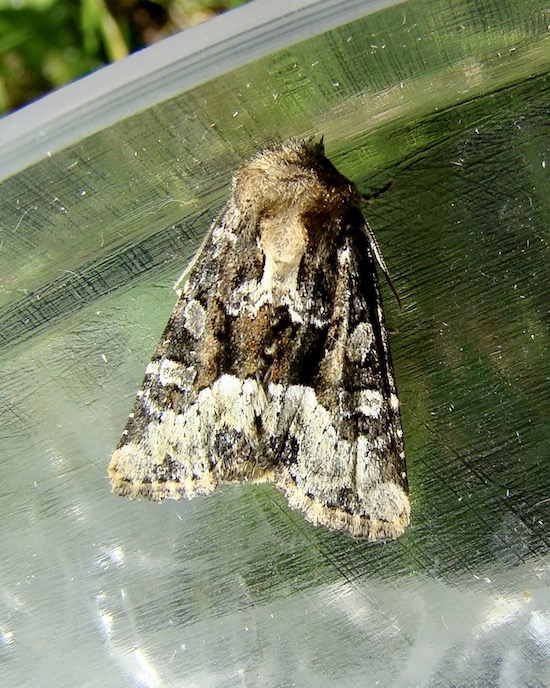 marbled minor